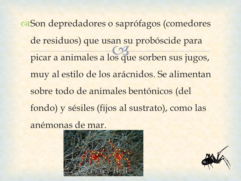 Son depredadores o saprófagos (comedores de residuos) que usan su probóscide para picar a animales a los que sorben sus jugos, muy al estilo de los arácnidos.