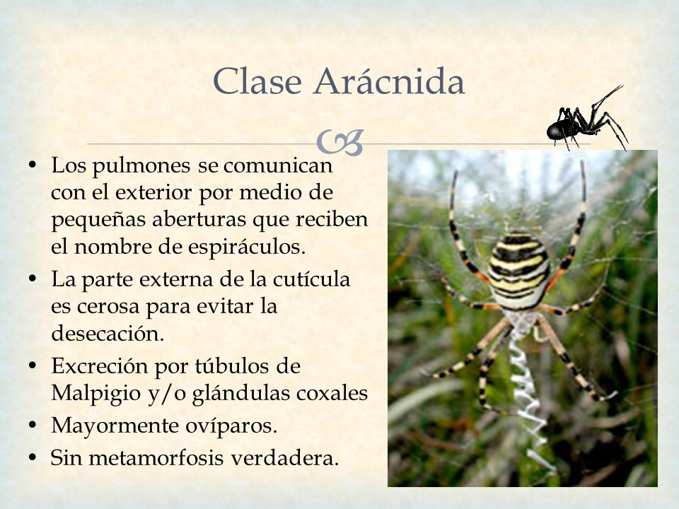 Clase Arácnida Los pulmones se comunican con el exterior por medio de pequeñas aberturas que reciben el nombre de espiráculos.