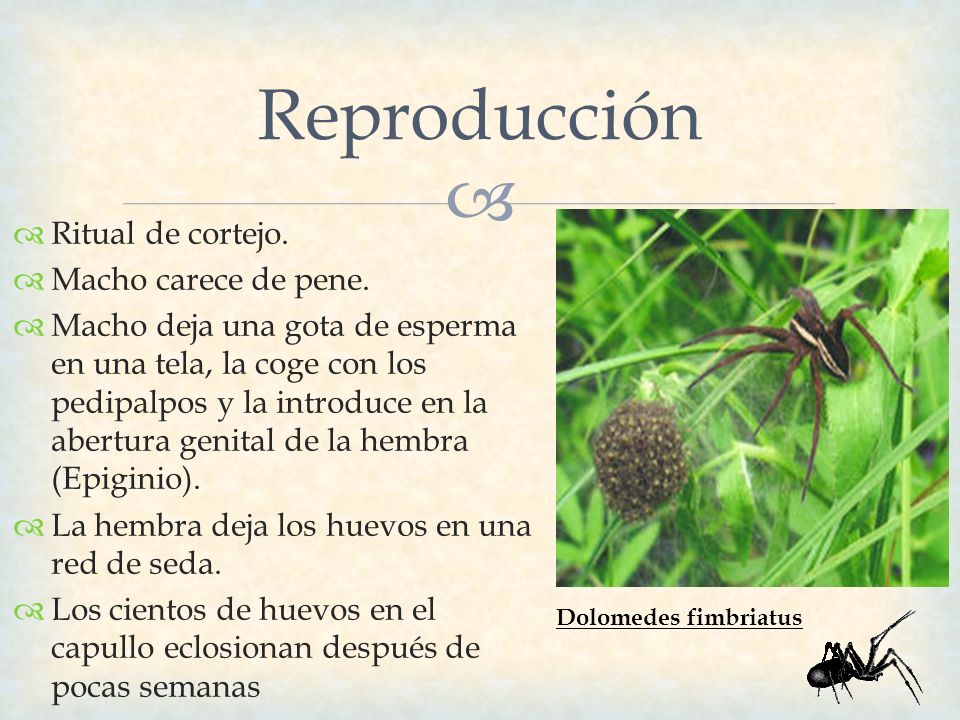 Reproducción Ritual de cortejo. Macho carece de pene.