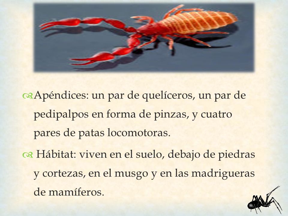 Apéndices: un par de quelíceros, un par de pedipalpos en forma de pinzas, y cuatro pares de patas locomotoras.
