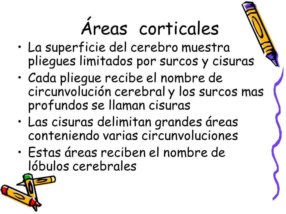 Áreas corticales La superficie del cerebro muestra pliegues limitados por surcos y cisuras.