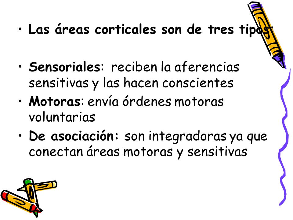 Las áreas corticales son de tres tipos: