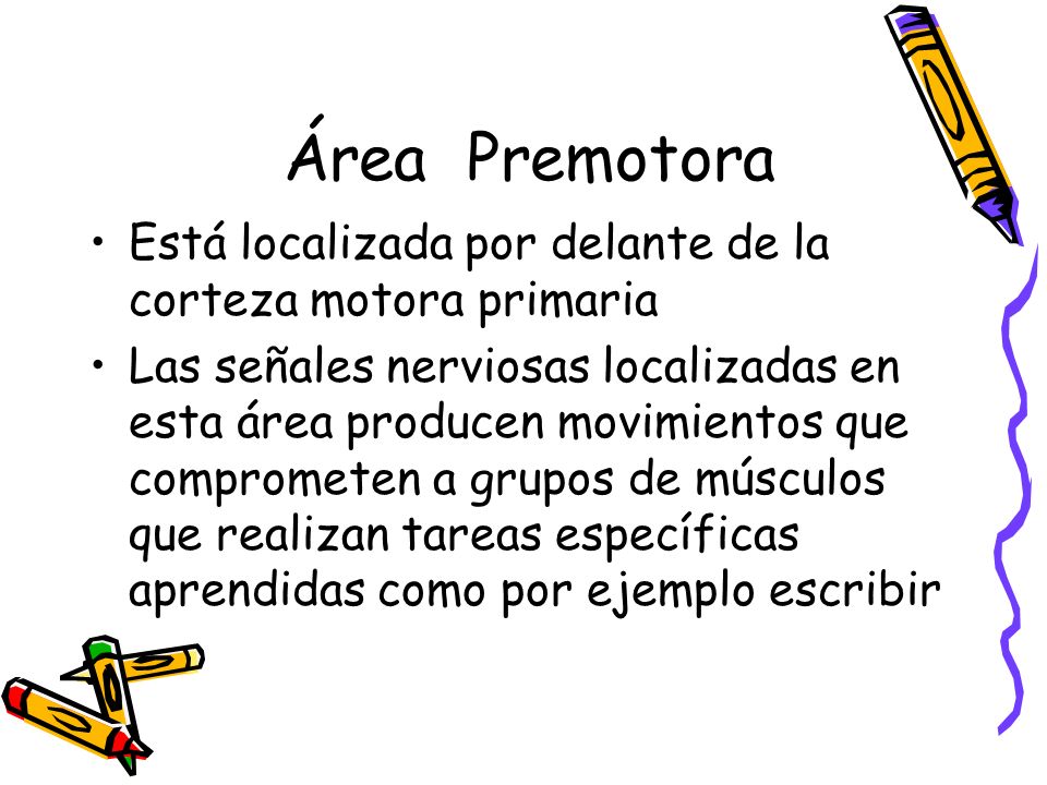 Área Premotora Está localizada por delante de la corteza motora primaria.