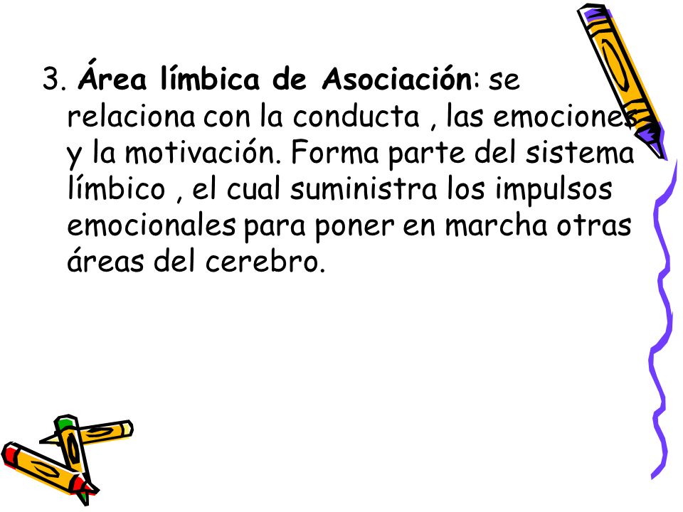 3. Área límbica de Asociación: se relaciona con la conducta , las emociones y la motivación.