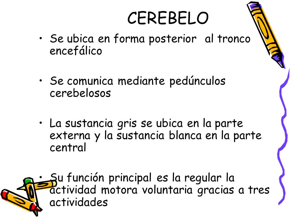 CEREBELO Se ubica en forma posterior al tronco encefálico