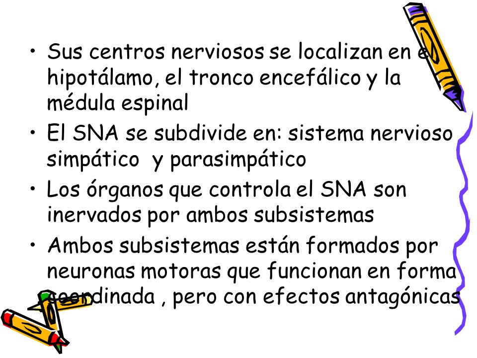 Sus centros nerviosos se localizan en el hipotálamo, el tronco encefálico y la médula espinal