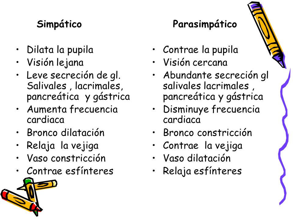 Simpático Dilata la pupila. Visión lejana. Leve secreción de gl. Salivales , lacrimales, pancreática y gástrica.
