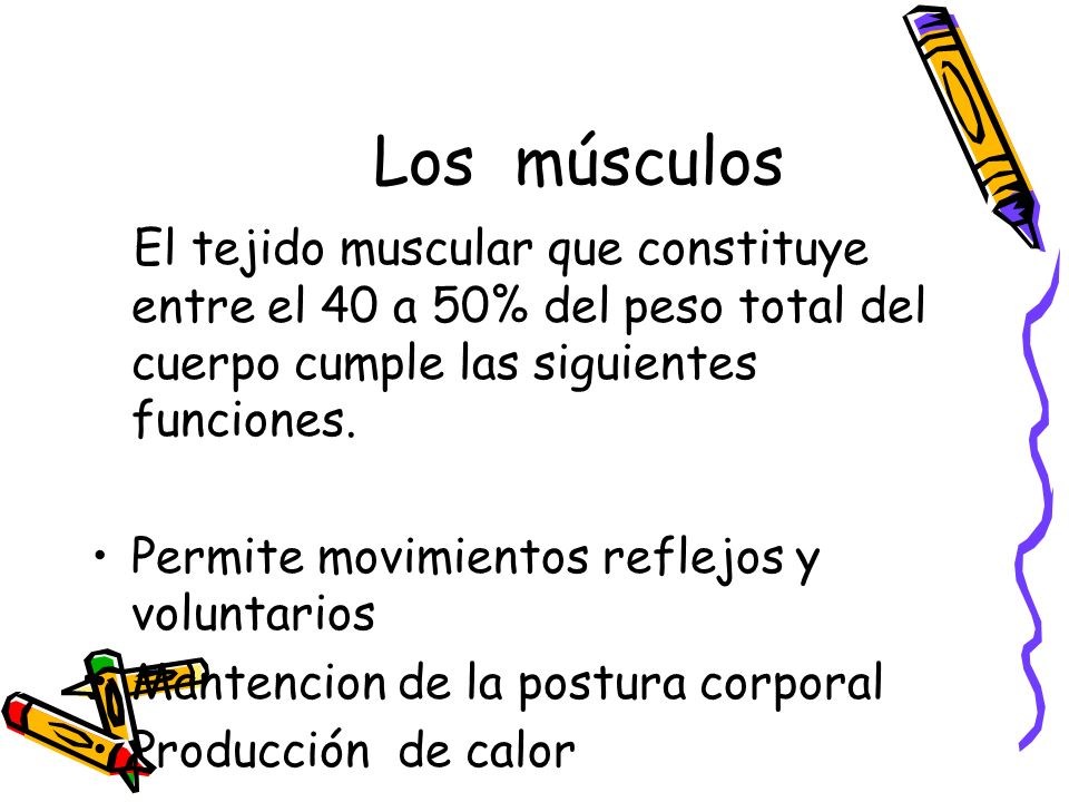 Los músculos El tejido muscular que constituye entre el 40 a 50% del peso total del cuerpo cumple las siguientes funciones.