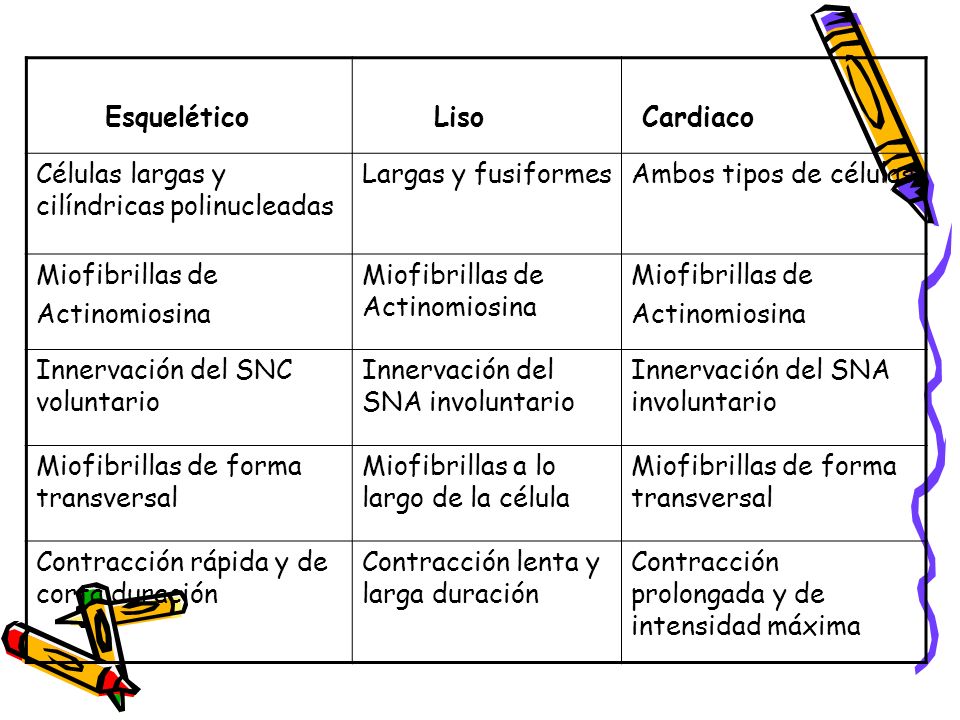 Esquelético Liso. Cardiaco. Células largas y cilíndricas polinucleadas. Largas y fusiformes. Ambos tipos de células.