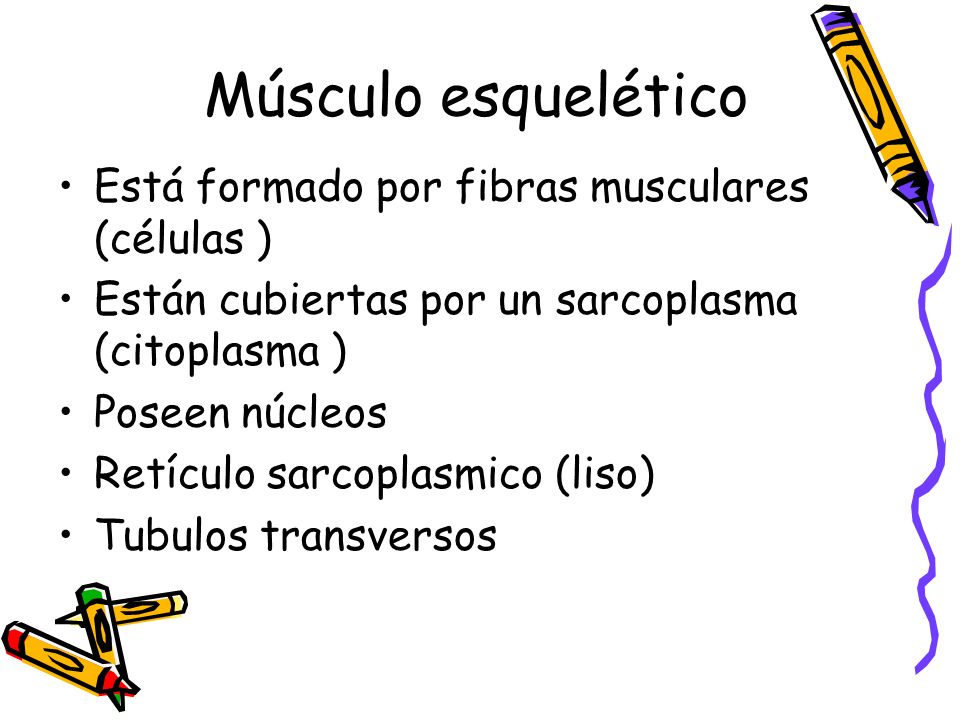 Músculo esquelético Está formado por fibras musculares (células )