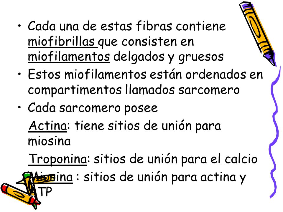 Cada una de estas fibras contiene miofibrillas que consisten en miofilamentos delgados y gruesos