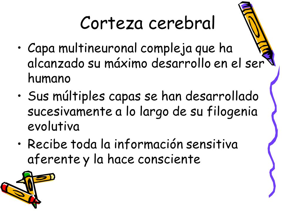 Corteza cerebral Capa multineuronal compleja que ha alcanzado su máximo desarrollo en el ser humano.