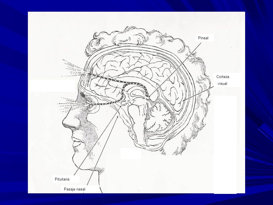 Pineal Corteza visual Recorrido de la visión interna o tercer ojo Pituitaria Pasaje nasal
