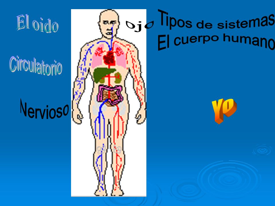 Tipos de sistemas El cuerpo humano Yo El oido ojo Circulatorio