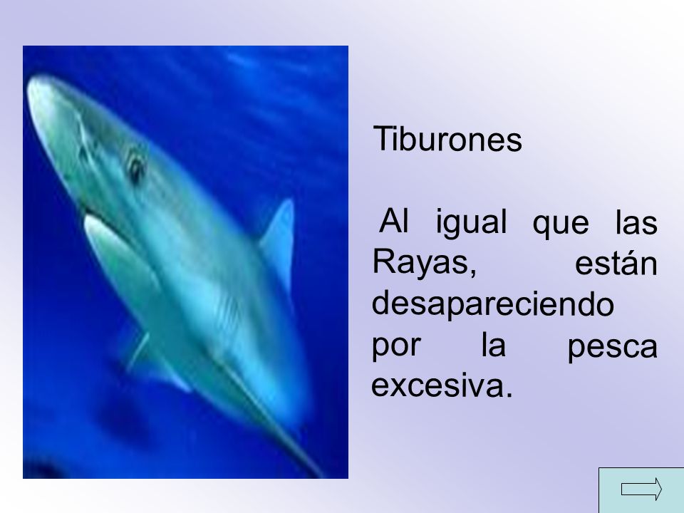 Tiburones Al igual que las Rayas, están desapareciendo por la pesca excesiva.