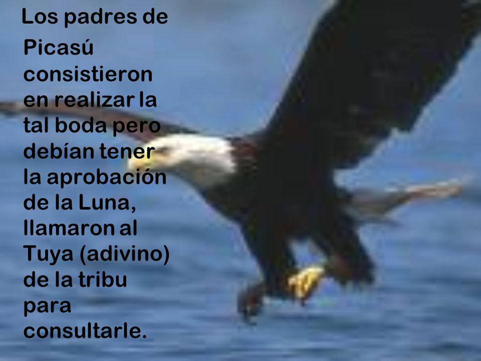 Los padres de Picasú consistieron en realizar la tal boda pero debían tener la aprobación de la Luna, llamaron al Tuya (adivino) de la tribu para consultarle.