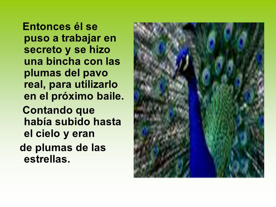 Entonces él se puso a trabajar en secreto y se hizo una bincha con las plumas del pavo real, para utilizarlo en el próximo baile.