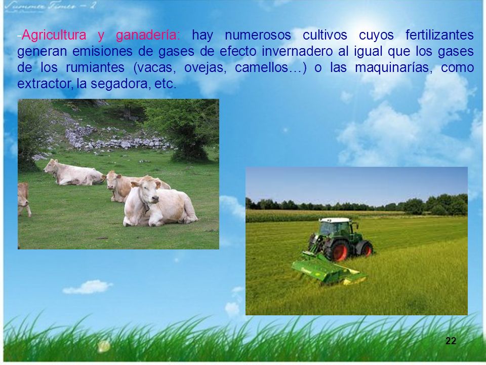 -Agricultura y ganadería: hay numerosos cultivos cuyos fertilizantes generan emisiones de gases de efecto invernadero al igual que los gases de los rumiantes (vacas, ovejas, camellos…) o las maquinarías, como extractor, la segadora, etc.