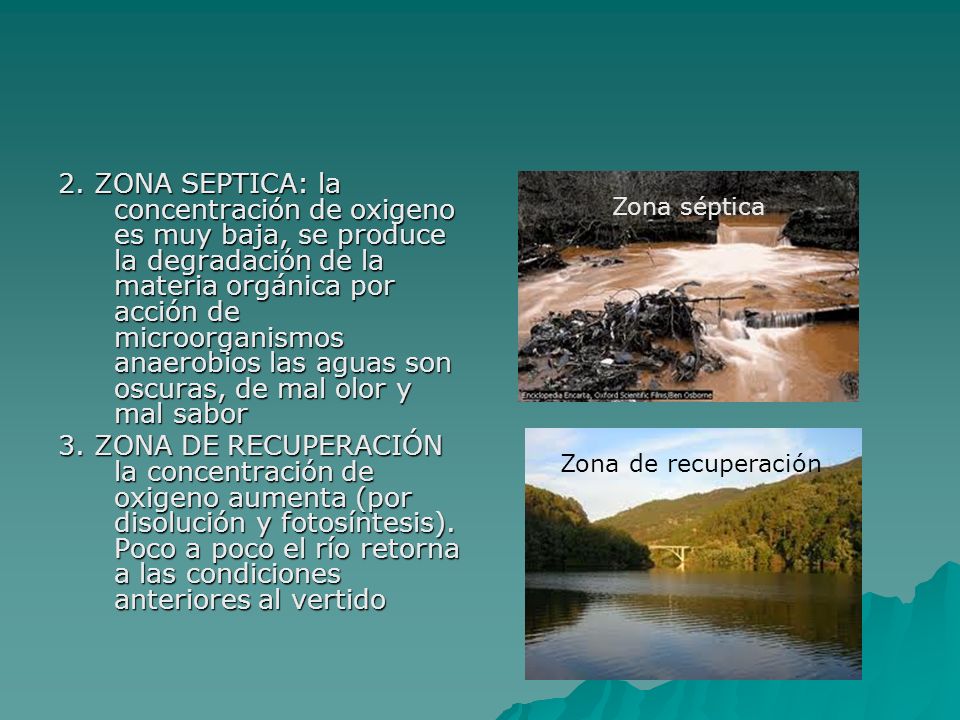 2. ZONA SEPTICA: la concentración de oxigeno es muy baja, se produce la degradación de la materia orgánica por acción de microorganismos anaerobios las aguas son oscuras, de mal olor y mal sabor
