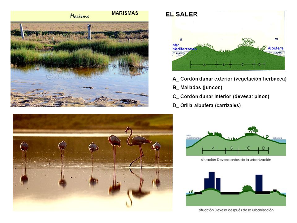 EL SALER MARISMAS A_ Cordón dunar exterior (vegetación herbácea)