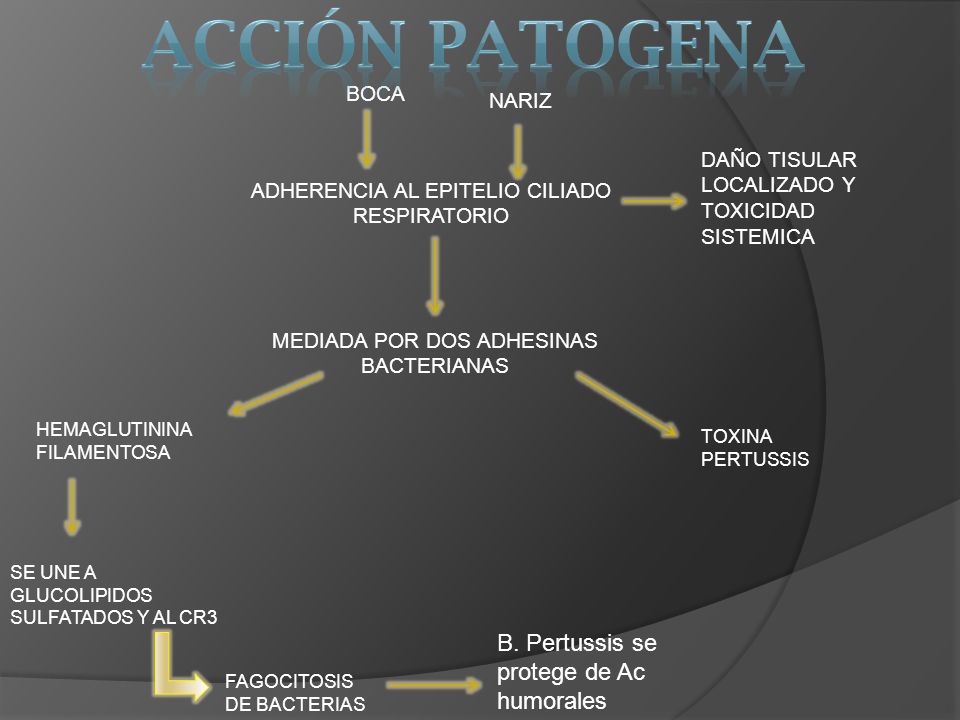 ACCIÓN PATOGENA B. Pertussis se protege de Ac humorales BOCA NARIZ
