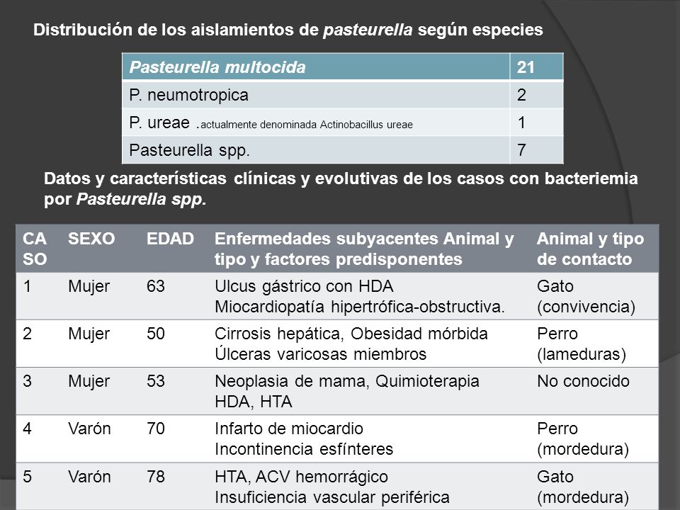 Distribución de los aislamientos de pasteurella según especies