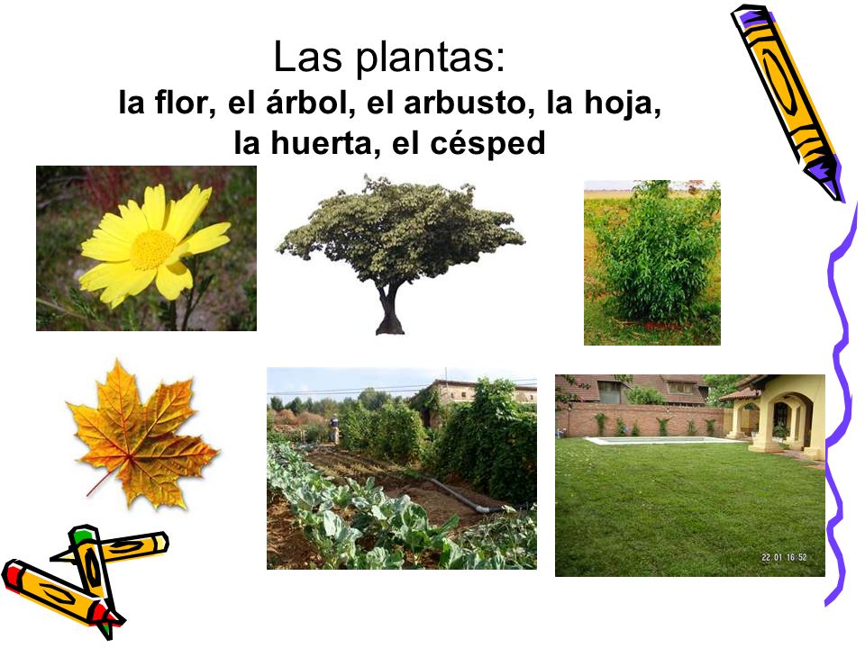 Las plantas: la flor, el árbol, el arbusto, la hoja, la huerta, el césped