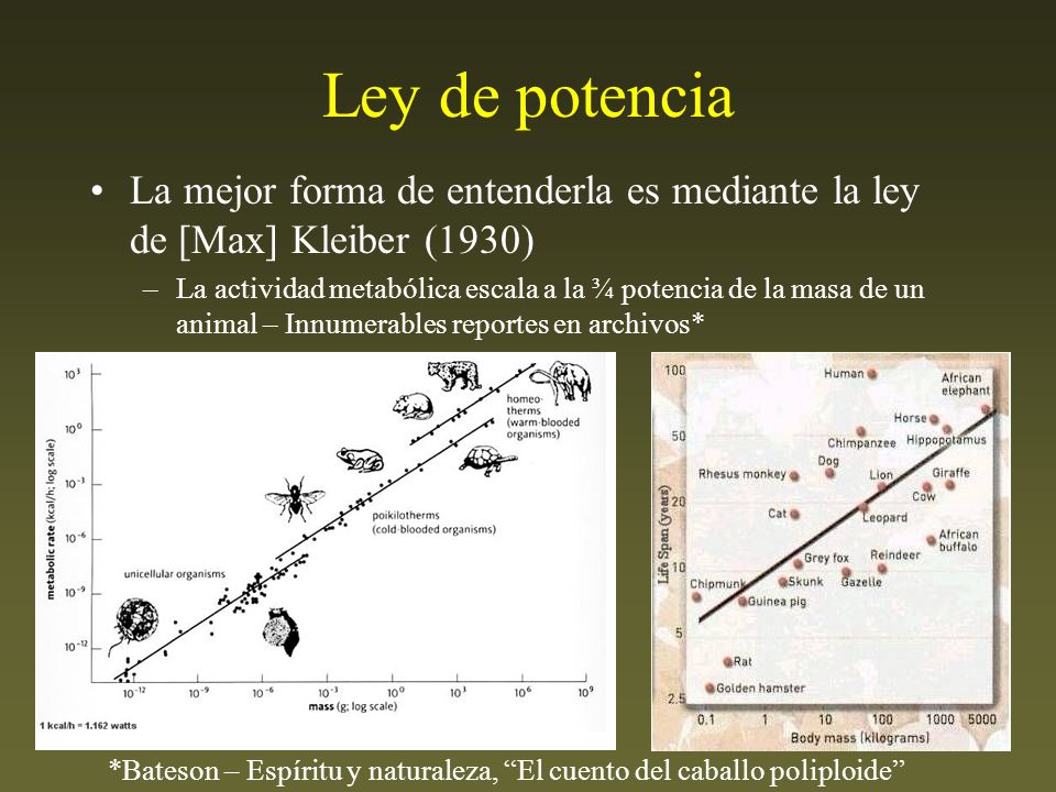 Ley de potencia La mejor forma de entenderla es mediante la ley de [Max] Kleiber (1930)