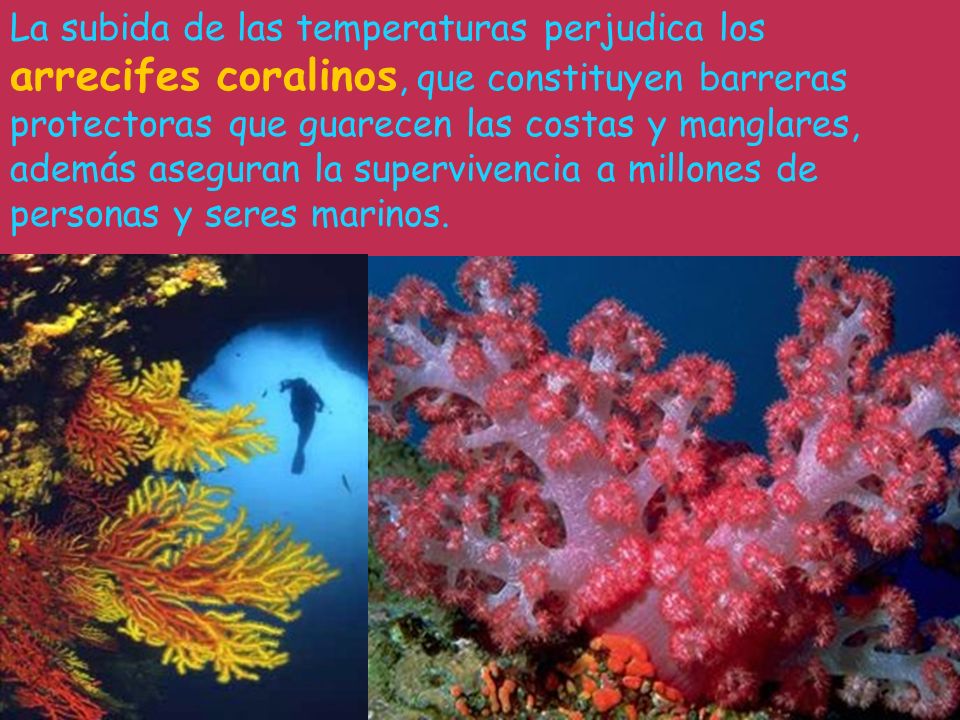 La subida de las temperaturas perjudica los arrecifes coralinos, que constituyen barreras protectoras que guarecen las costas y manglares, además aseguran la supervivencia a millones de personas y seres marinos.