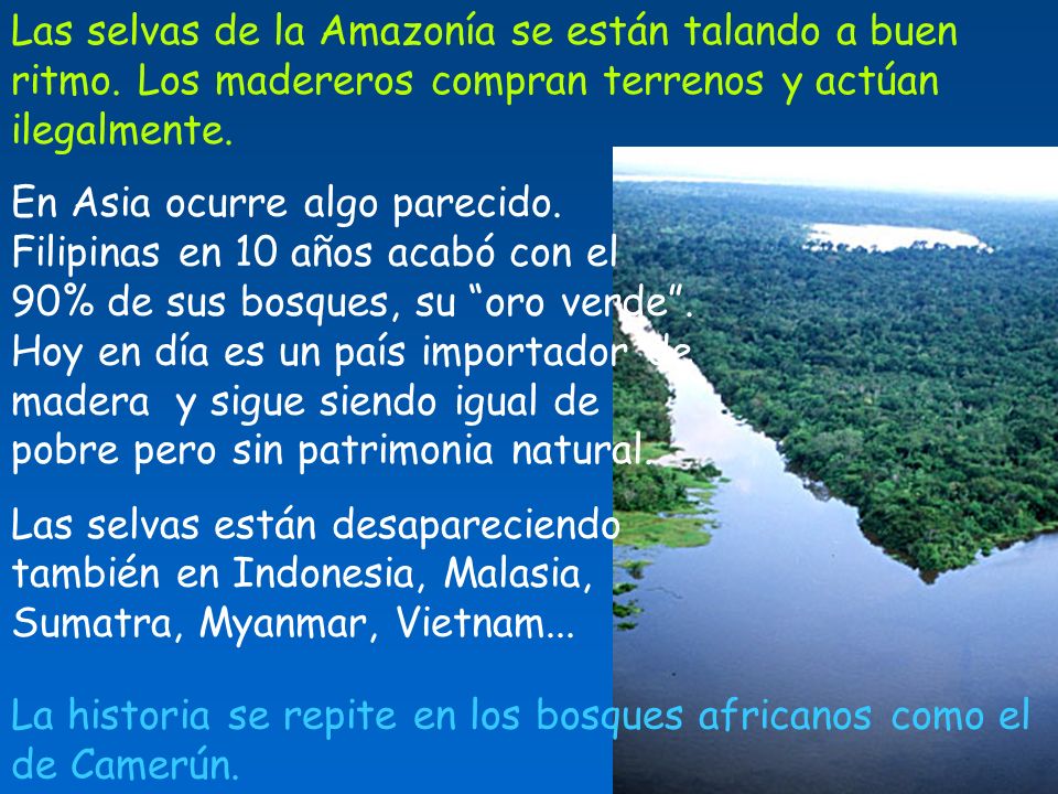 Las selvas de la Amazonía se están talando a buen ritmo