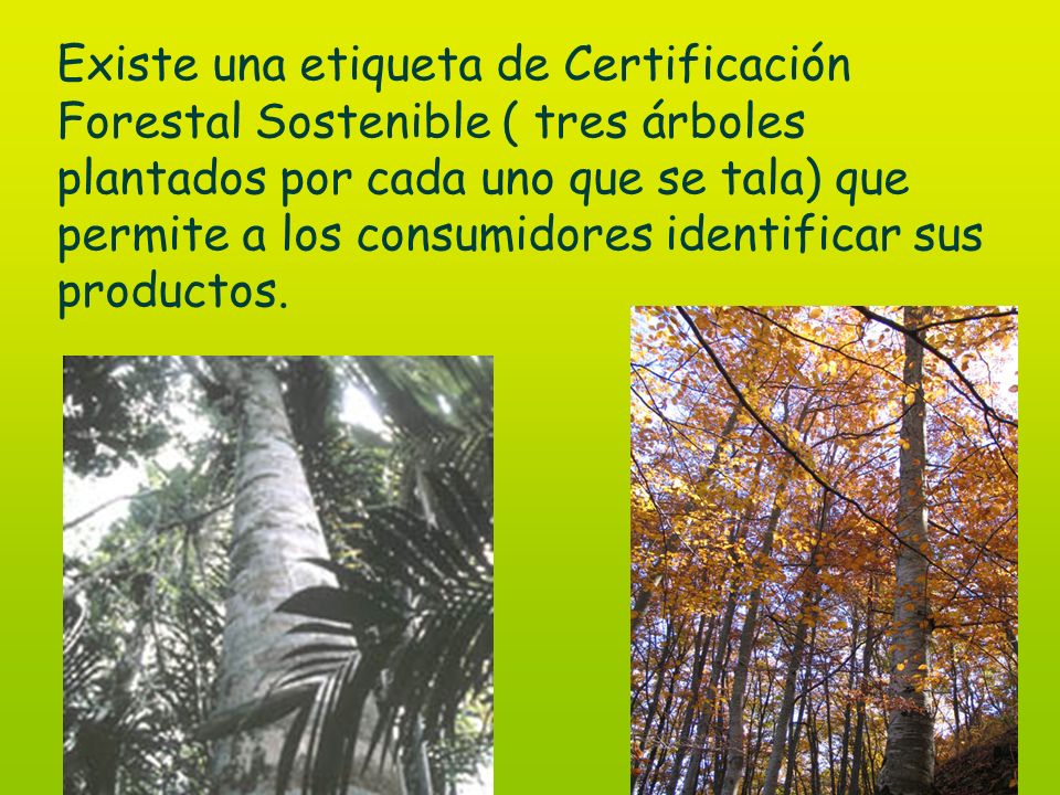 Existe una etiqueta de Certificación Forestal Sostenible ( tres árboles plantados por cada uno que se tala) que permite a los consumidores identificar sus productos.