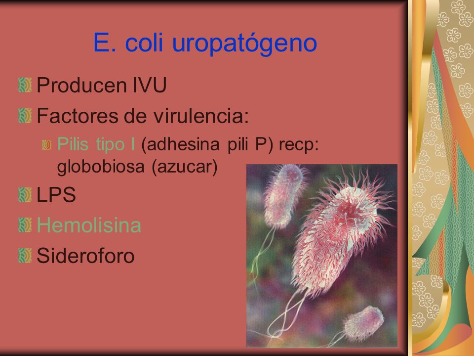 E. coli uropatógeno Producen IVU Factores de virulencia: LPS