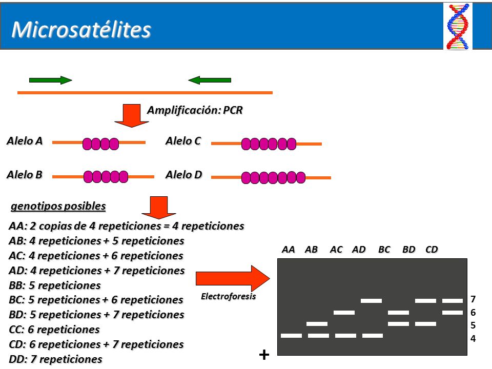 Microsatélites + Amplificación: PCR Alelo A Alelo B genotipos posibles