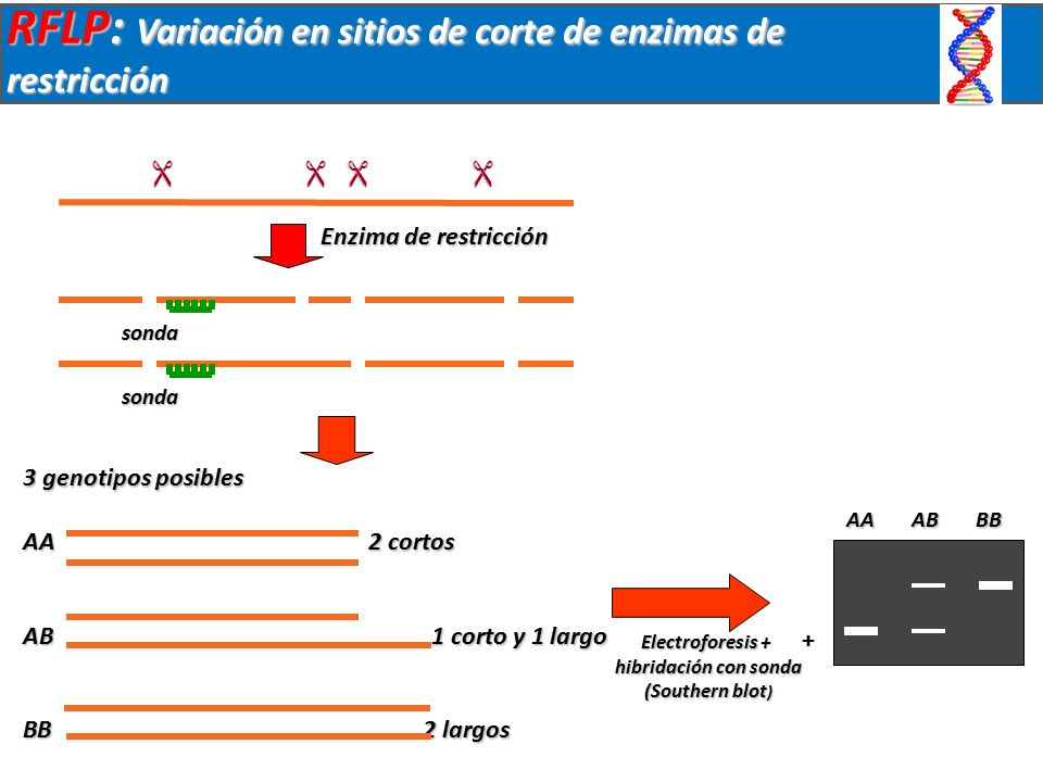 RFLP: Variación en sitios de corte de enzimas de