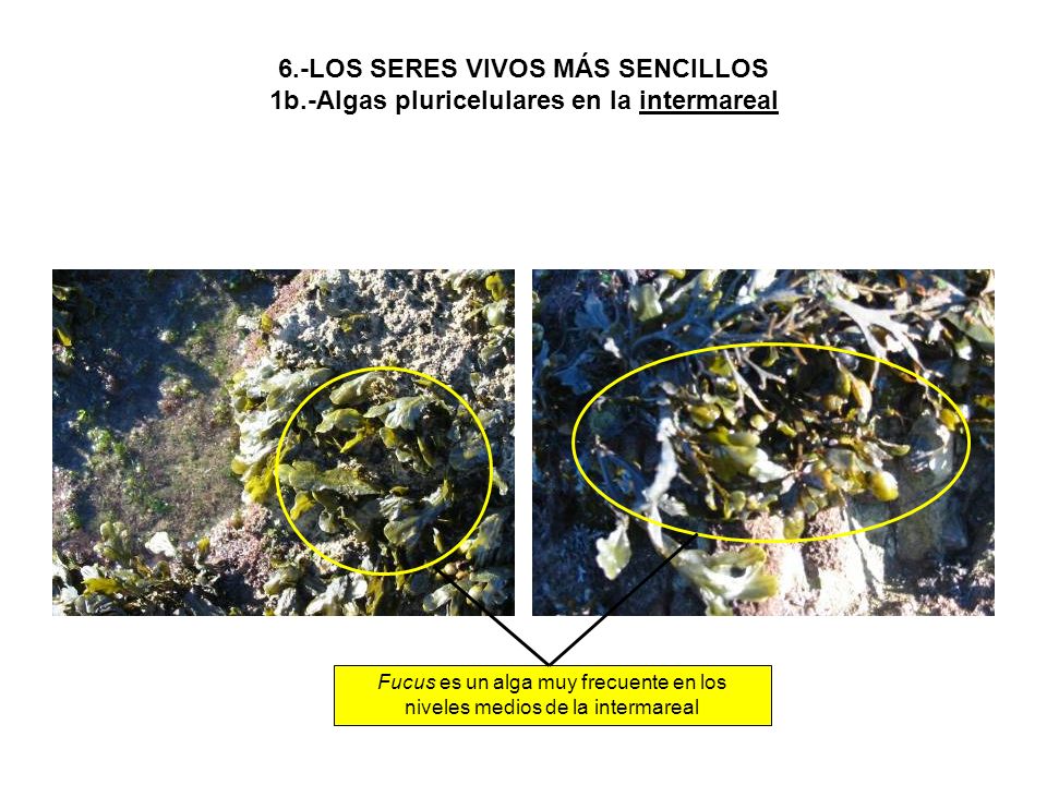 Fucus es un alga muy frecuente en los niveles medios de la intermareal