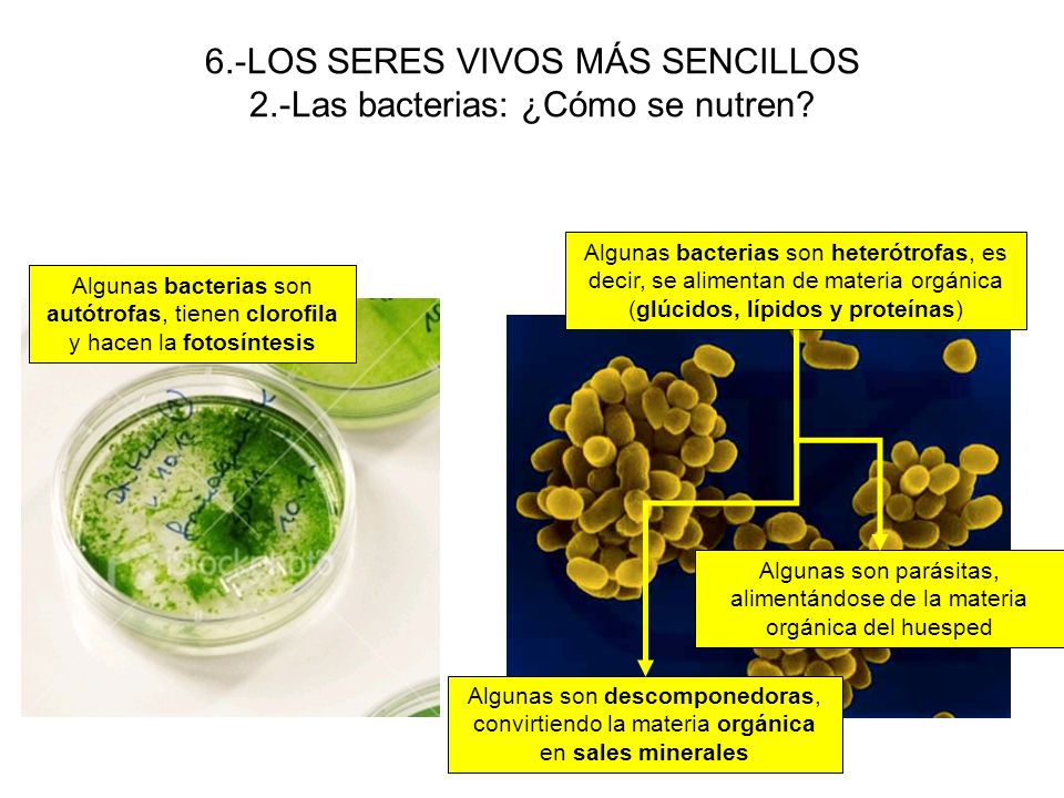 6.-LOS SERES VIVOS MÁS SENCILLOS 2.-Las bacterias: ¿Cómo se nutren