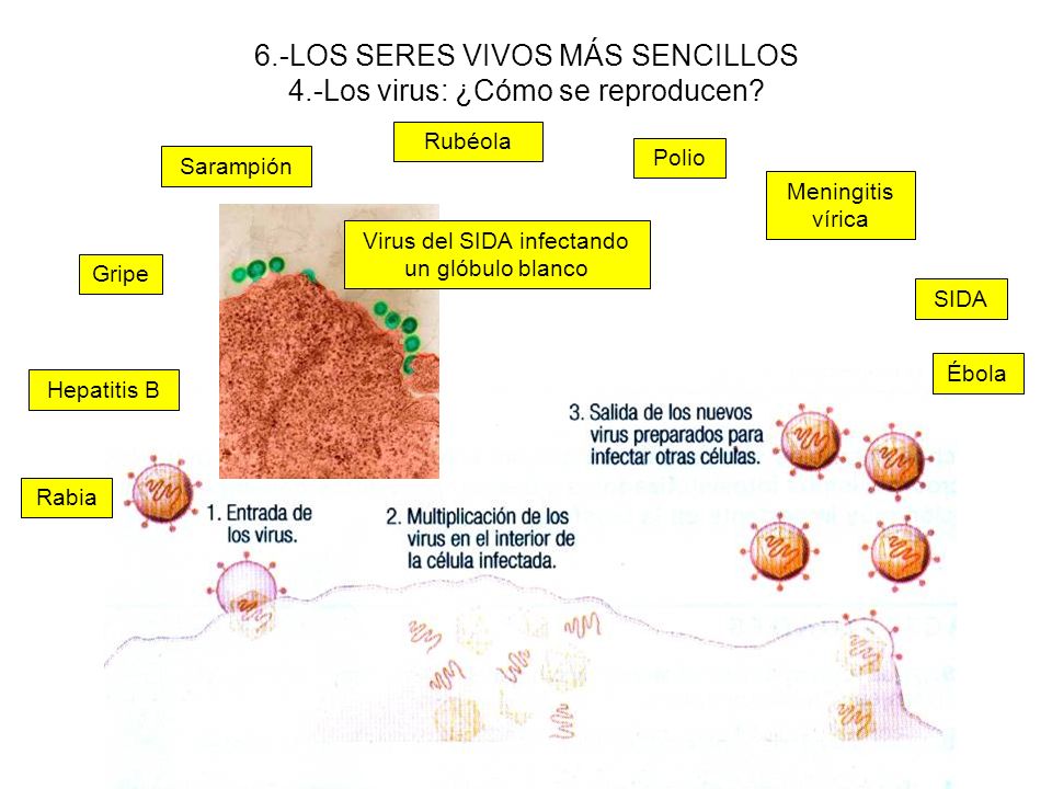 6.-LOS SERES VIVOS MÁS SENCILLOS 4.-Los virus: ¿Cómo se reproducen