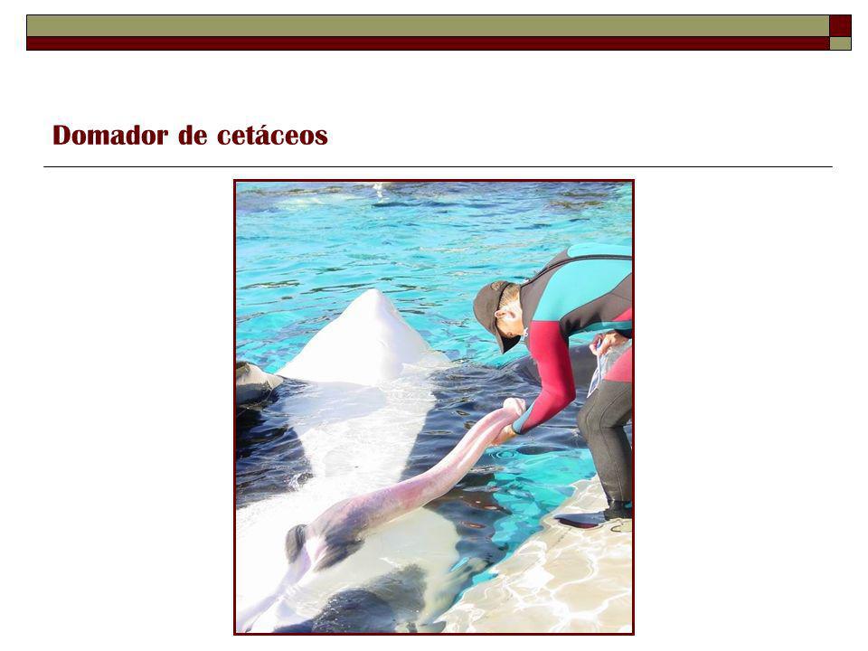 Domador de cetáceos