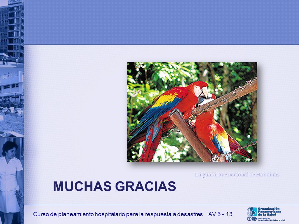 La guara, ave nacional de Honduras