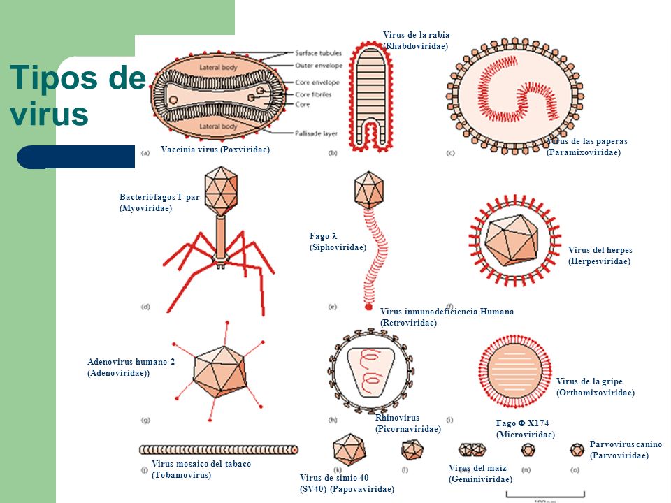 Tipos de virus Virus de la rabia (Rhabdoviridae)