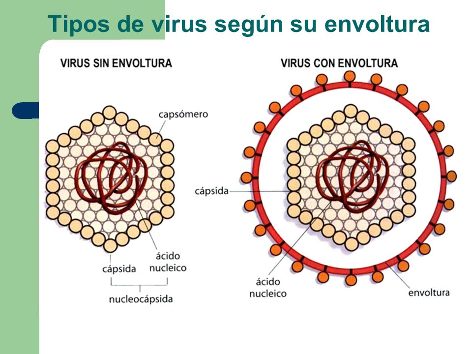 Tipos de virus según su envoltura