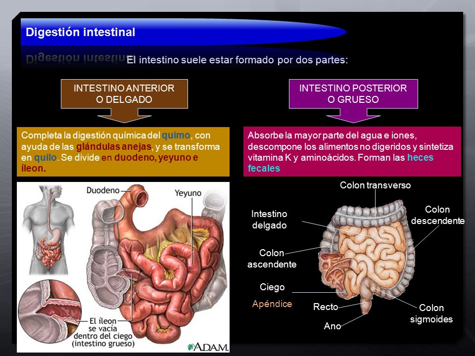 Digestión intestinal El intestino suele estar formado por dos partes: