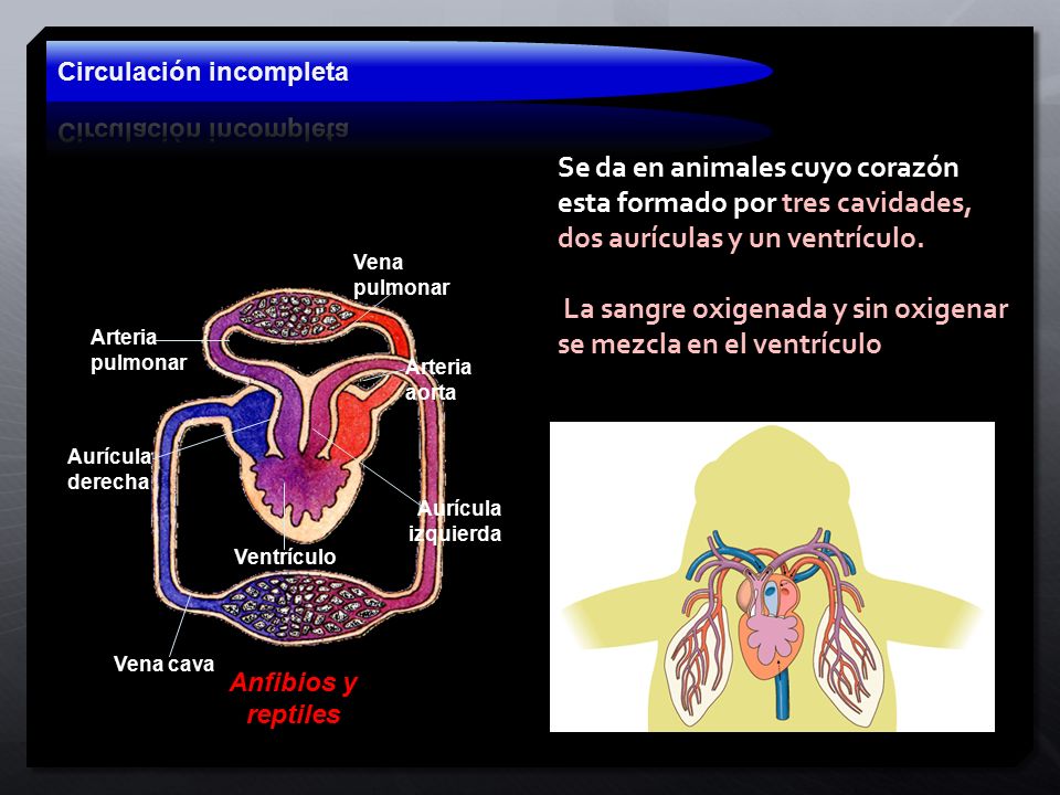 La sangre oxigenada y sin oxigenar se mezcla en el ventrículo