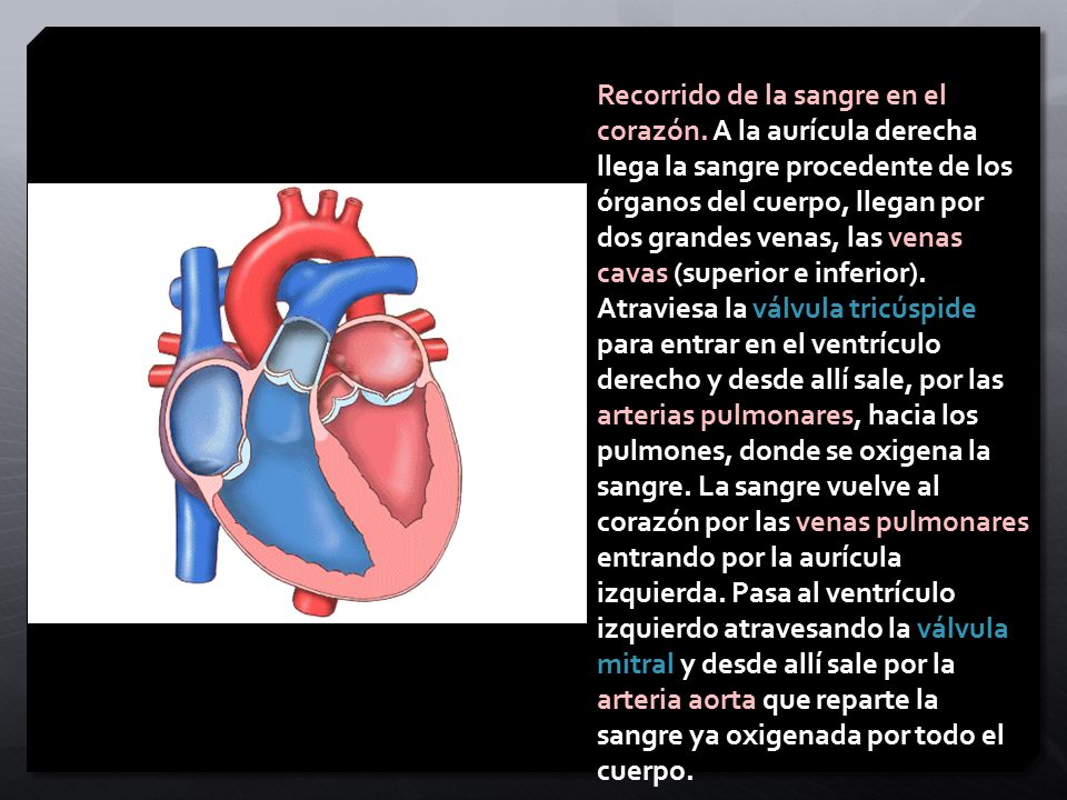Recorrido de la sangre en el corazón
