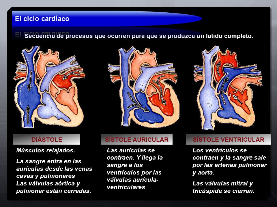 El ciclo cardíaco Secuencia de procesos que ocurren para que se produzca un latido completo. DIÁSTOLE.