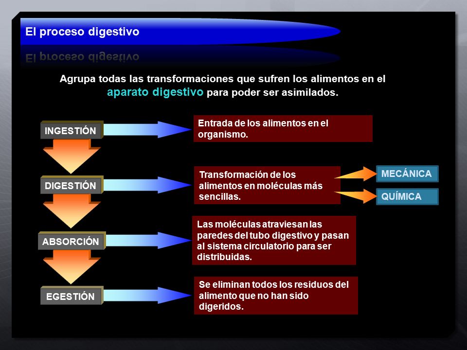 El proceso digestivo Agrupa todas las transformaciones que sufren los alimentos en el aparato digestivo para poder ser asimilados.