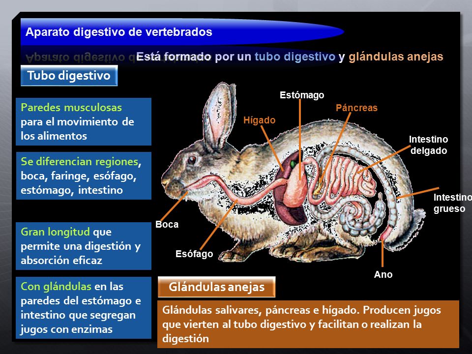 Está formado por un tubo digestivo y glándulas anejas