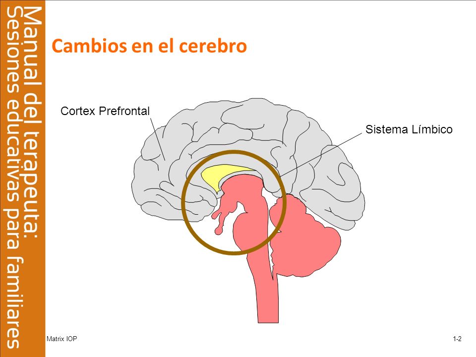 Cambios en el cerebro Cortex Prefrontal Sistema Límbico Matrix IOP