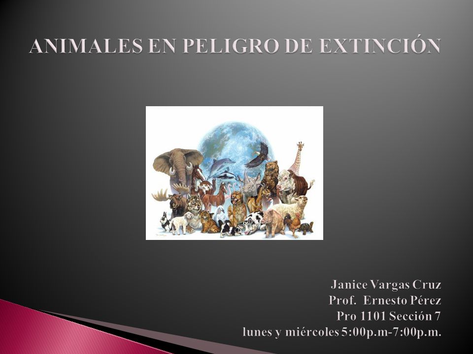 ANIMALES EN PELIGRO DE EXTINCIÓN ANIMALES EN PELIGRO DE EXTINCIÓN Janice Vargas Cruz Prof.