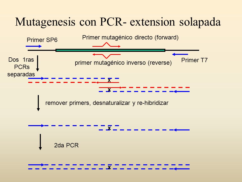 Mutagenesis con PCR- extension solapada